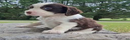 English Springer Spaniel dogs for sale: English Springer Spaniel Puppy  Adam - Ad 2