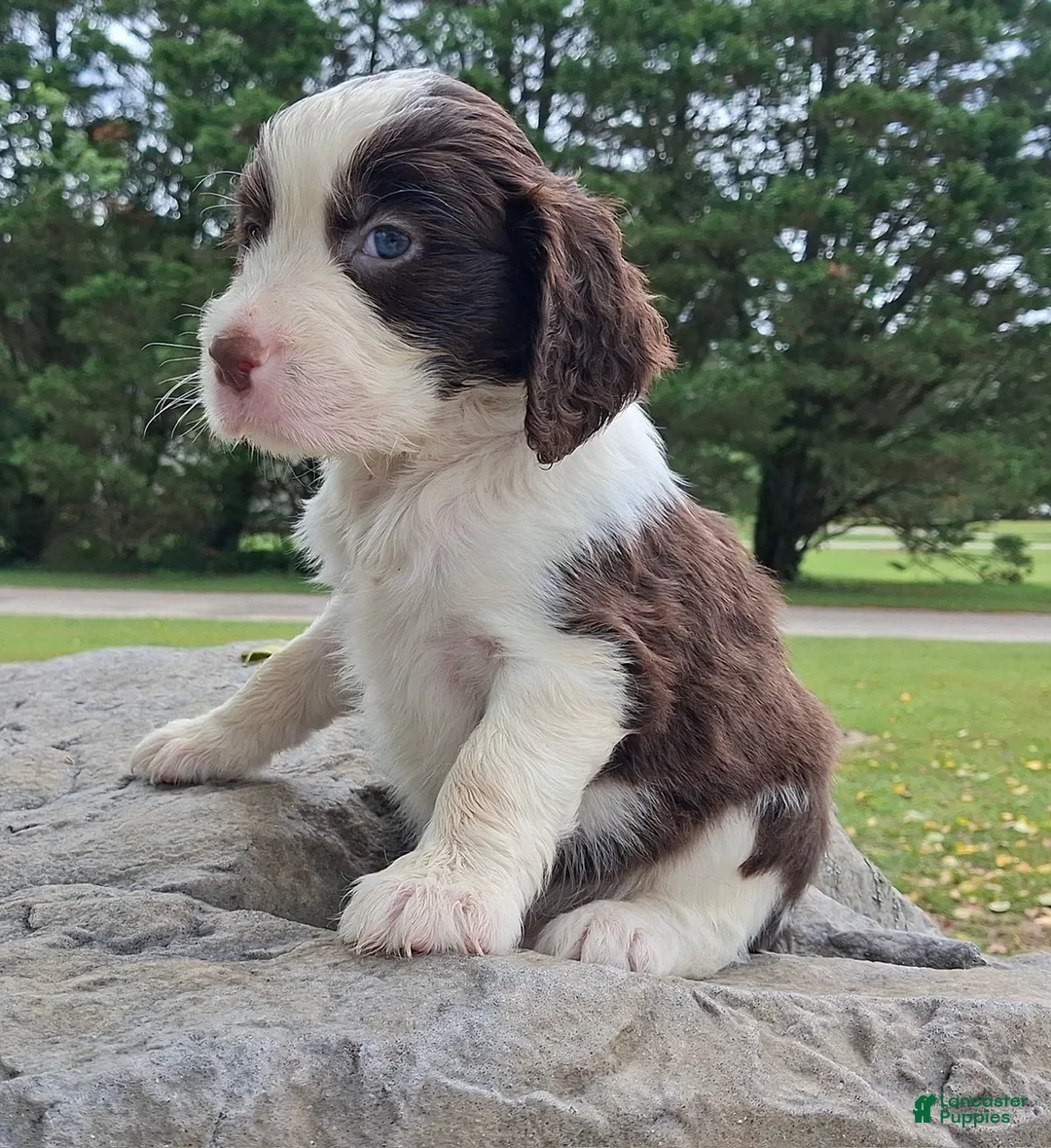 English Springer Spaniel dogs for sale: English Springer Spaniel Puppy  Adam - Ad 2