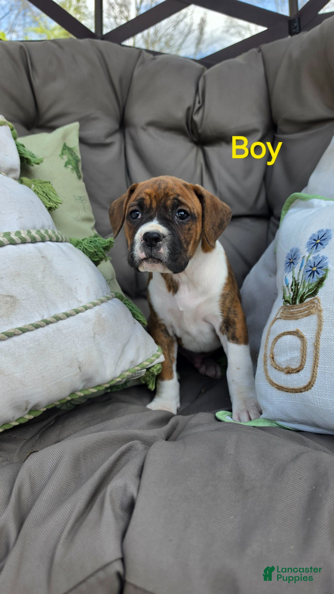 Boxer dogs Boxer Puppy 4 - Ad 20