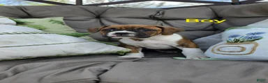 Boxer Puppy 4