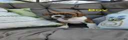 Boxer dogs for sale: Boxer Puppy 4 - Ad 1