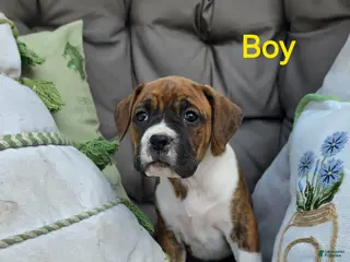 Boxer dogs Boxer Puppy 4 - Ad 23