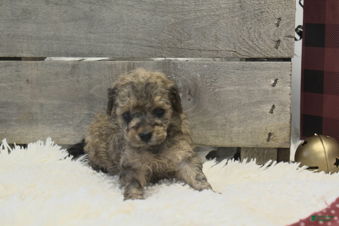 Toy Poodle dogs for sale: Kacie - Ad 10