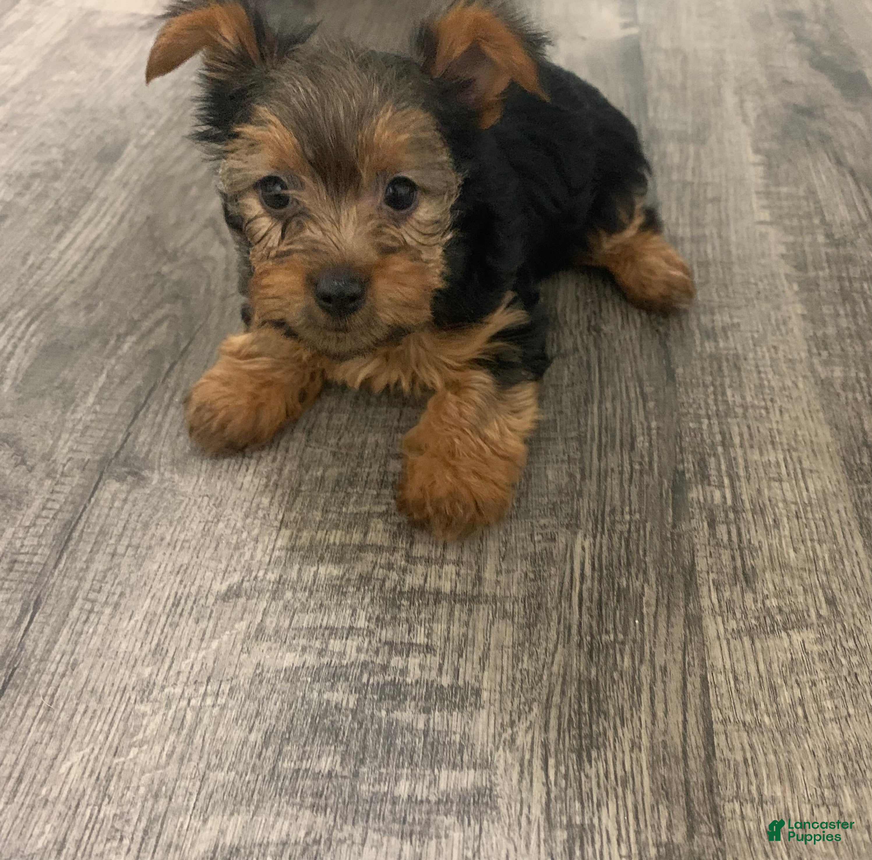 Yorkshire Terrier dogs Yorkshire Terrier Puppy 2 - Ad 8