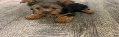 Yorkshire Terrier Puppy 2