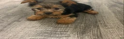 Yorkshire Terrier dogs for sale: Yorkshire Terrier Puppy 2 - Ad 1