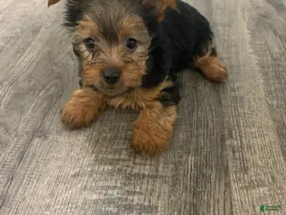 Yorkshire Terrier dogs Yorkshire Terrier Puppy 2 - Ad 8