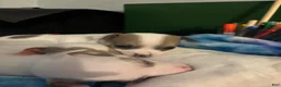 Chihuahua dogs for sale: Troubles - Ad 5