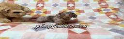 Miniature Dachshund dogs for sale: AKC Isabella Dapple Long Haired Female  - Ad 11
