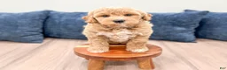 Mini Goldendoodle dogs for sale: Gus - Ad 4