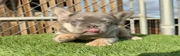 French Bulldog dogs for sale: Rocky🩶Rare Lilac Tan Fluffy in LA, CA-USA DELIVERY & FINANCING OPTIONS AVAILABLE! - Ad 25