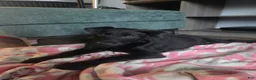Mixed Breed dogs for sale: Seige - Ad 3