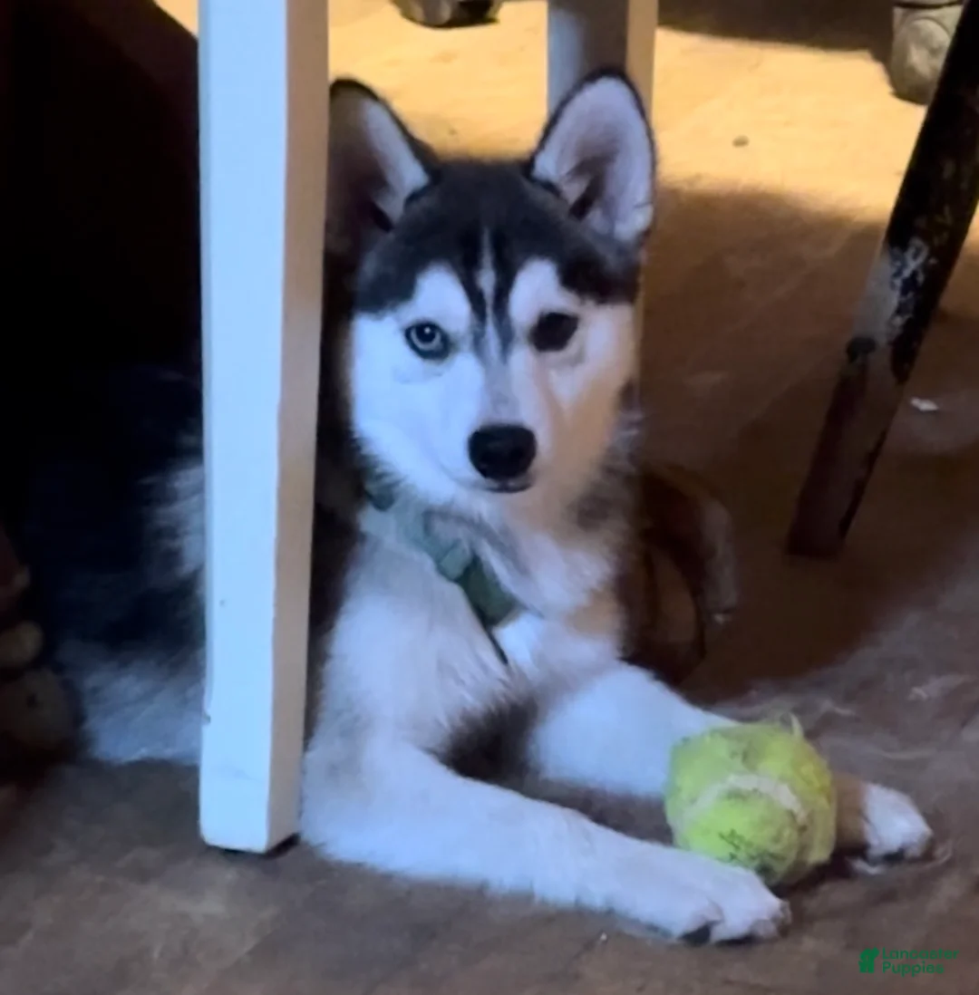 Pomsky dogs for sale: Sev - Ad 6