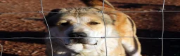 Central Asian Shepherd dogs for sale: Naomi - Ad 4