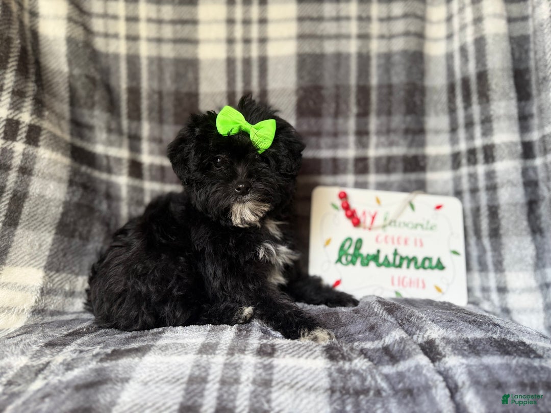 Yorkiepoo dogs for sale: Tinsel  - Ad 9