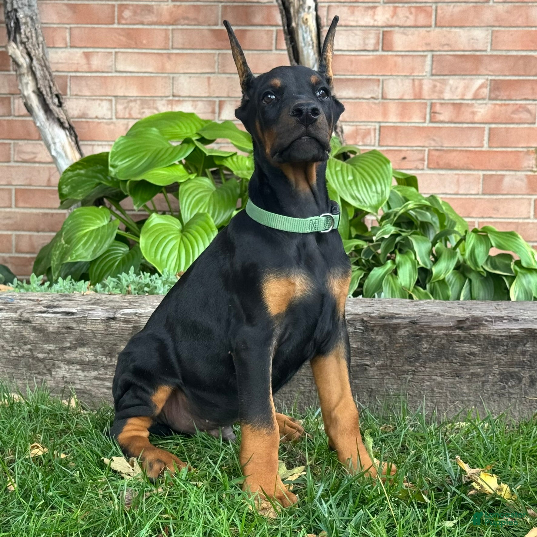 Doberman Pinscher dogs Banner - Ad 2