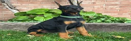 Doberman Pinscher dogs for sale: Banner - Ad 2