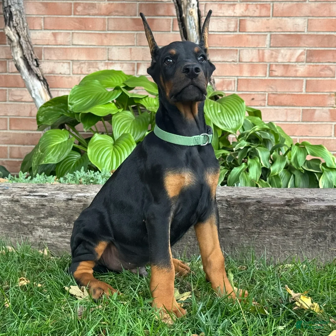Doberman Pinscher dogs for sale: Banner - Ad 2