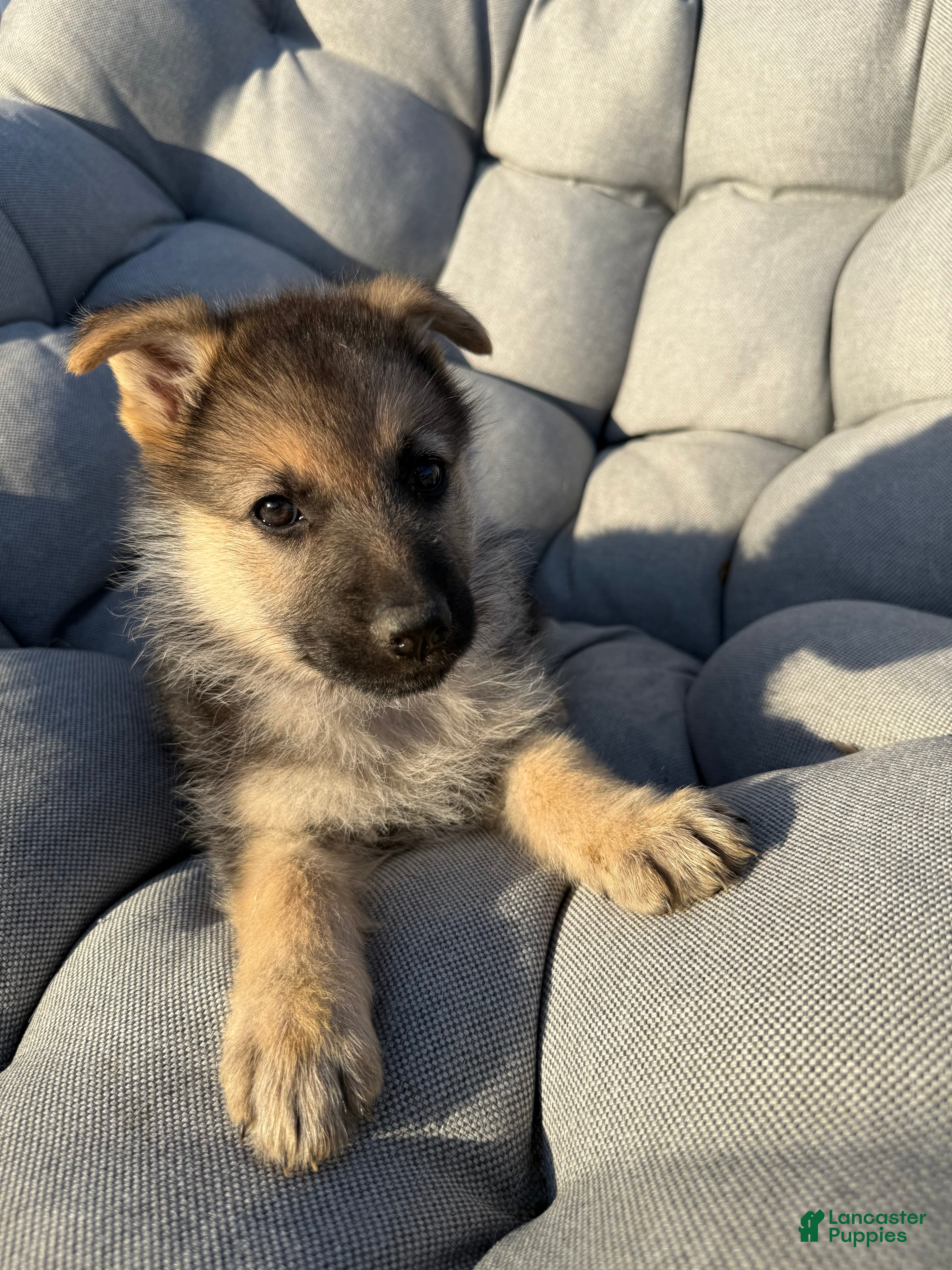 German Shepherd dogs Ivy - Ad 18
