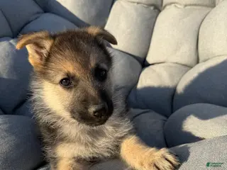 German Shepherd dogs Ivy - Ad 18