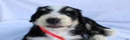 Bernedoodle dogs for sale: Sasha - Ad 11
