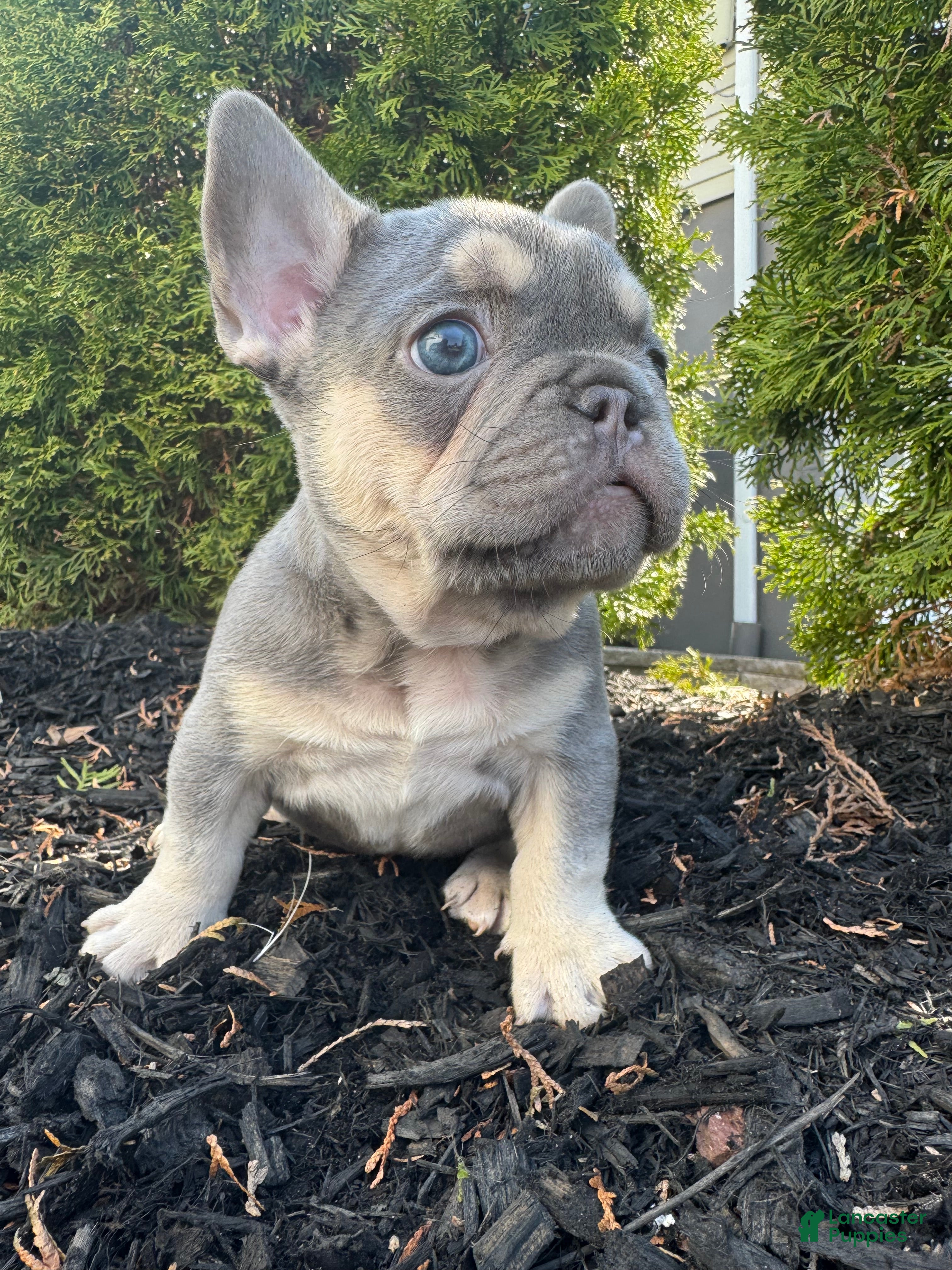 French Bulldog dogs Blue - Ad 1