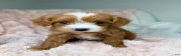 Cavapoo dogs for sale: Nova  - Ad 4