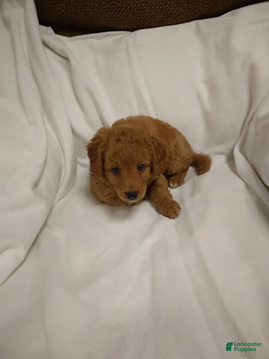 Mini Goldendoodle dogs for sale: Dutton - Ad 3