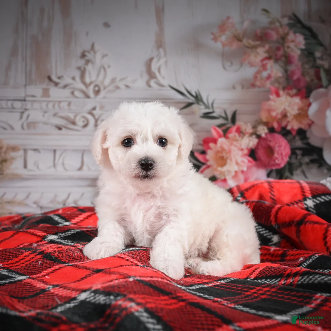 Bichon Frise dogs for sale: AKC-Maisy - Ad 3