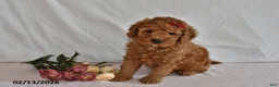 Mini Goldendoodle dogs for sale: Leo - Ad 2