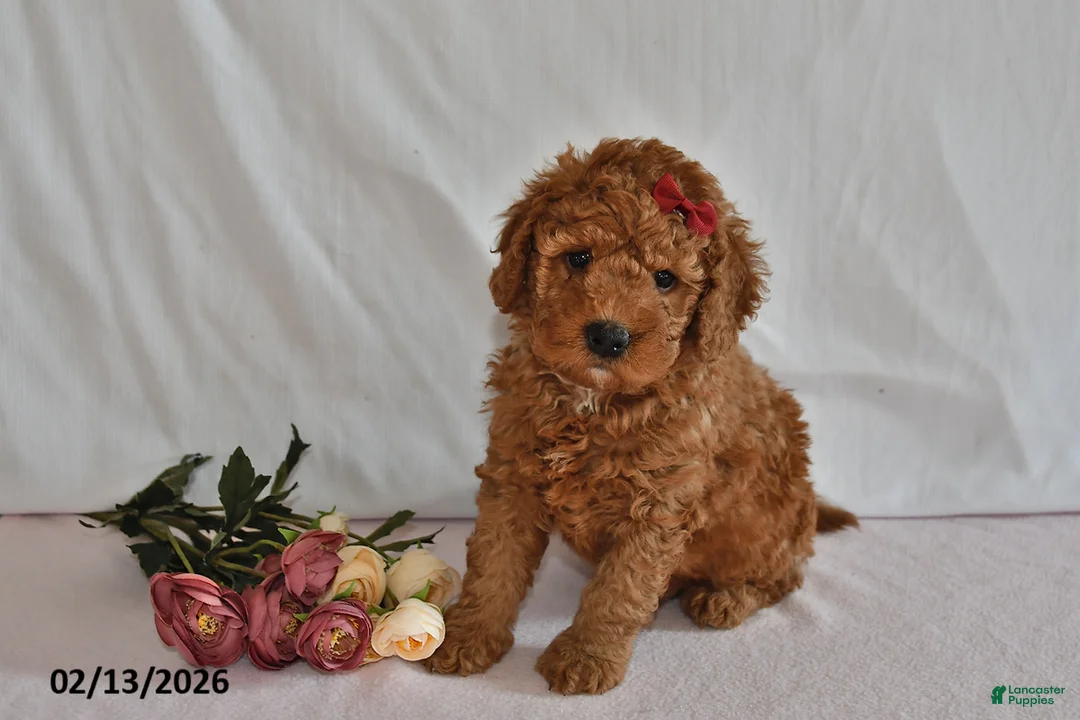 Mini Goldendoodle dogs for sale: Leo - Ad 2