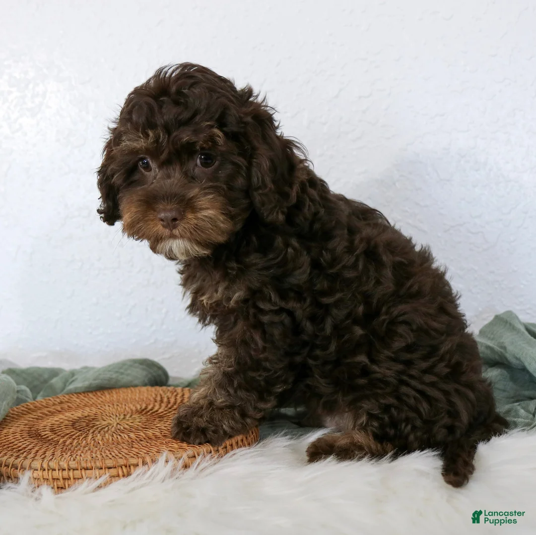 Cavapoo dogs for sale: Cavapoo Puppy 1 - Ad 2