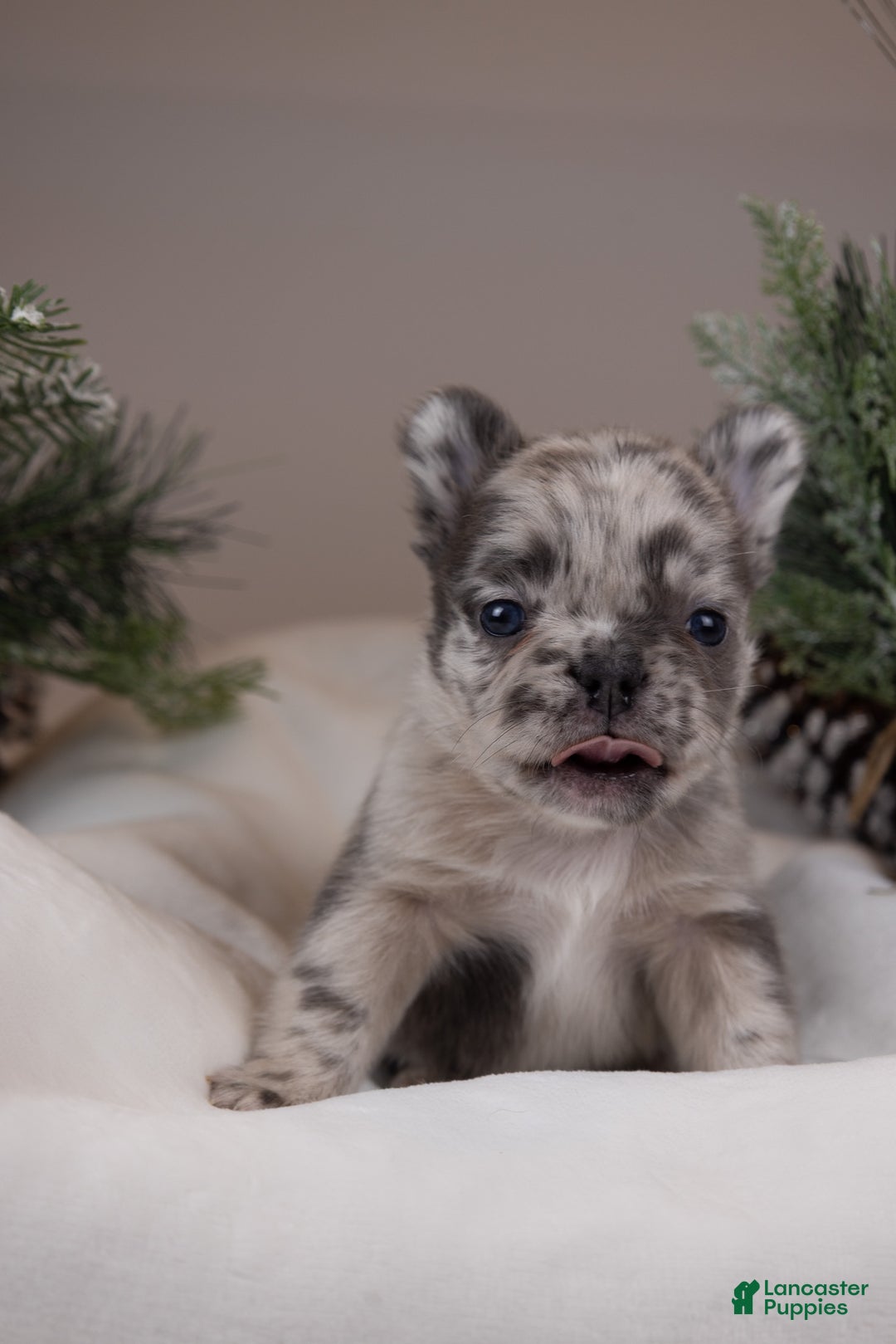 French Bulldog dogs for sale: Teddie -Fulffy Big Rope - Ad 10