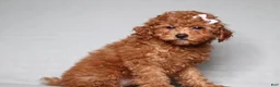 Miniature Poodle dogs for sale: Ruby - Ad 6