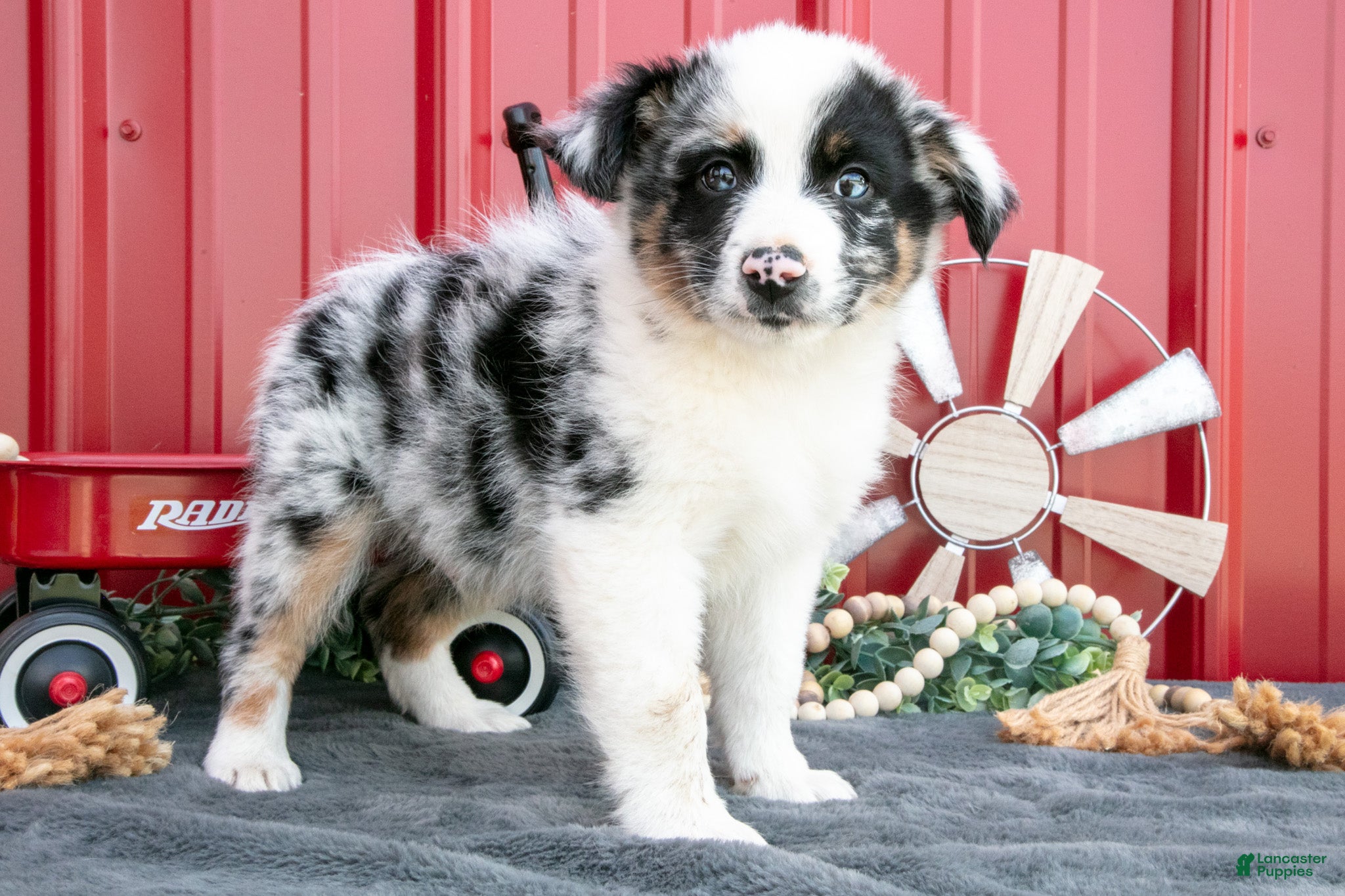 Miniature Australian Shepherd dogs Teddy - Ad 1