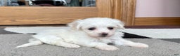 Coton De Tulear dogs for sale: Tj - Ad 1