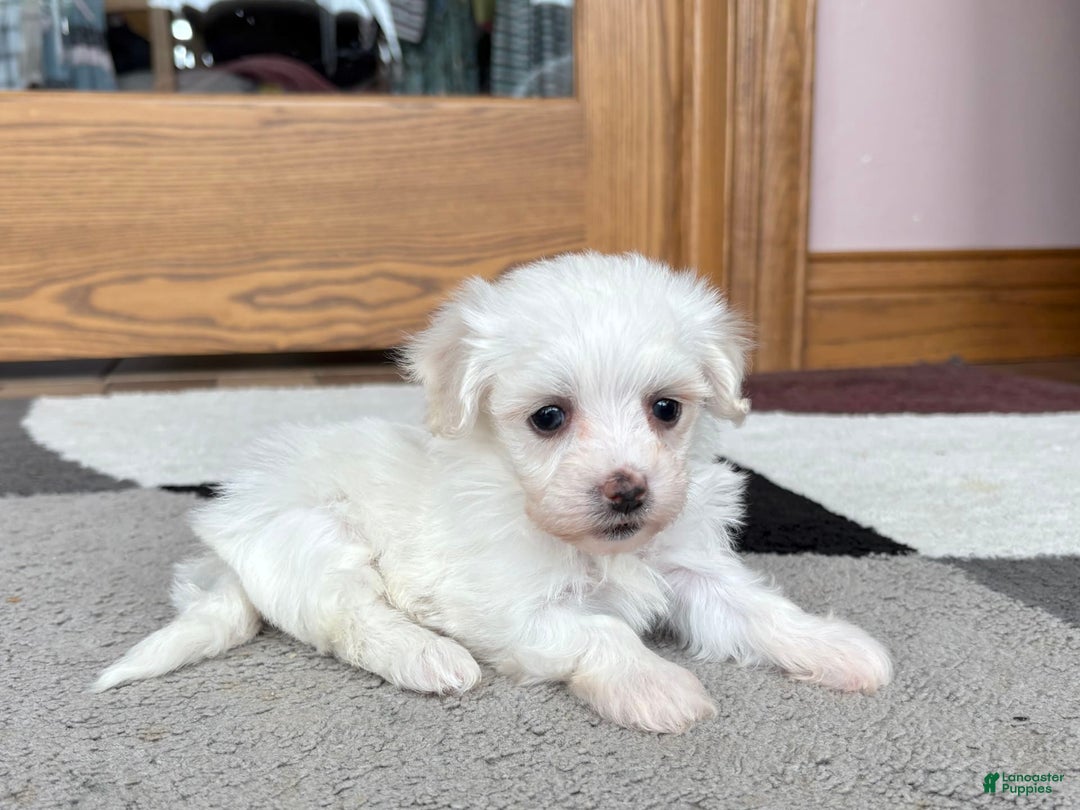 Coton De Tulear dogs for sale: Tj - Ad 1