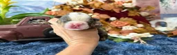 English Bulldog dogs for sale: Blues Clues - Ad 3