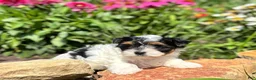Biewer Terrier dogs for sale: Biewer Terrier 3 - Ad 4