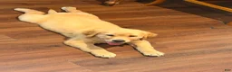 Golden Retriever dogs for sale: Muffin - Ad 3