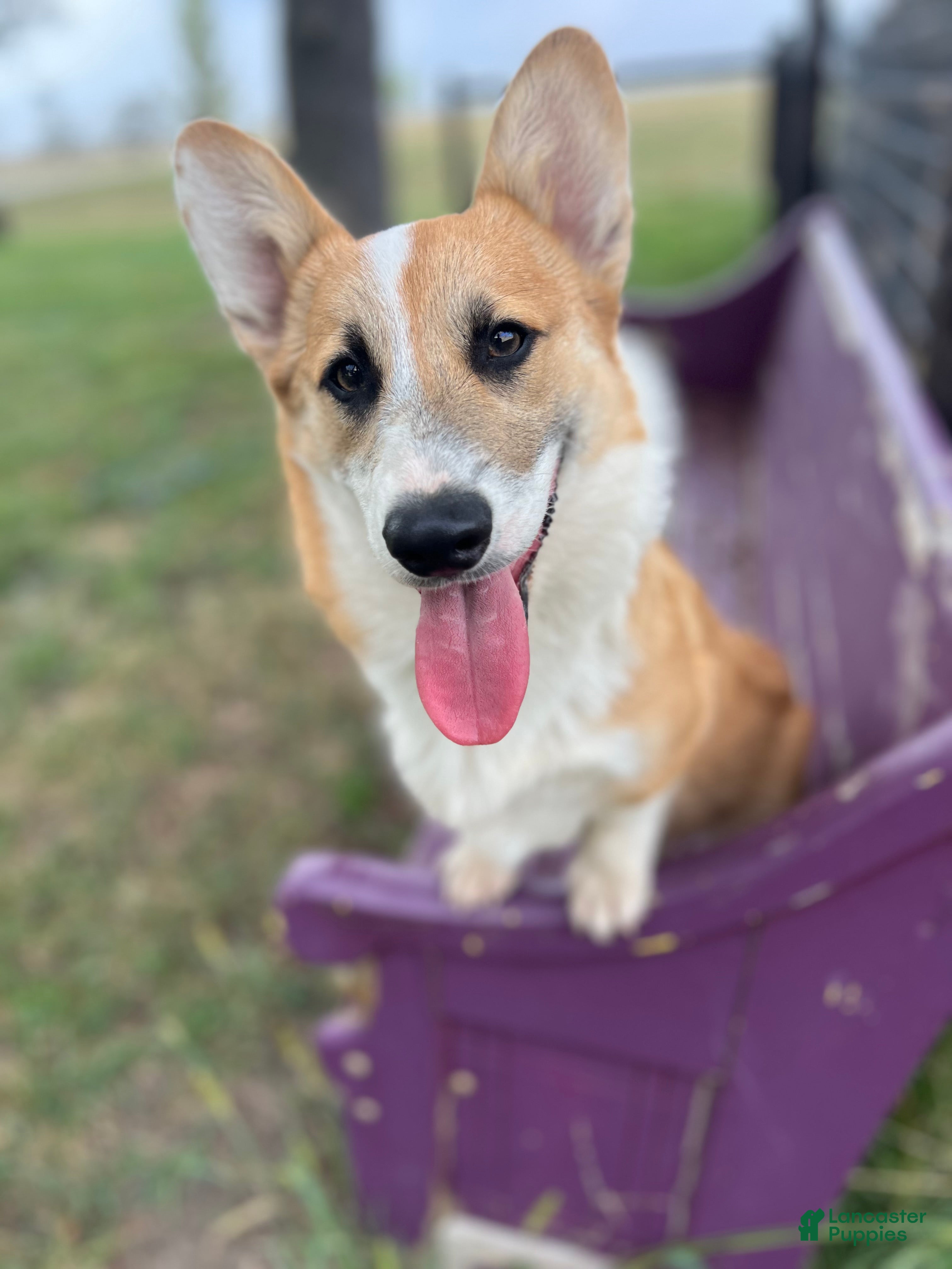 Welsh Corgi Pembroke dogs Johnny Welsh Corgi Pembroke Puppy leash and crate trained - Ad 1