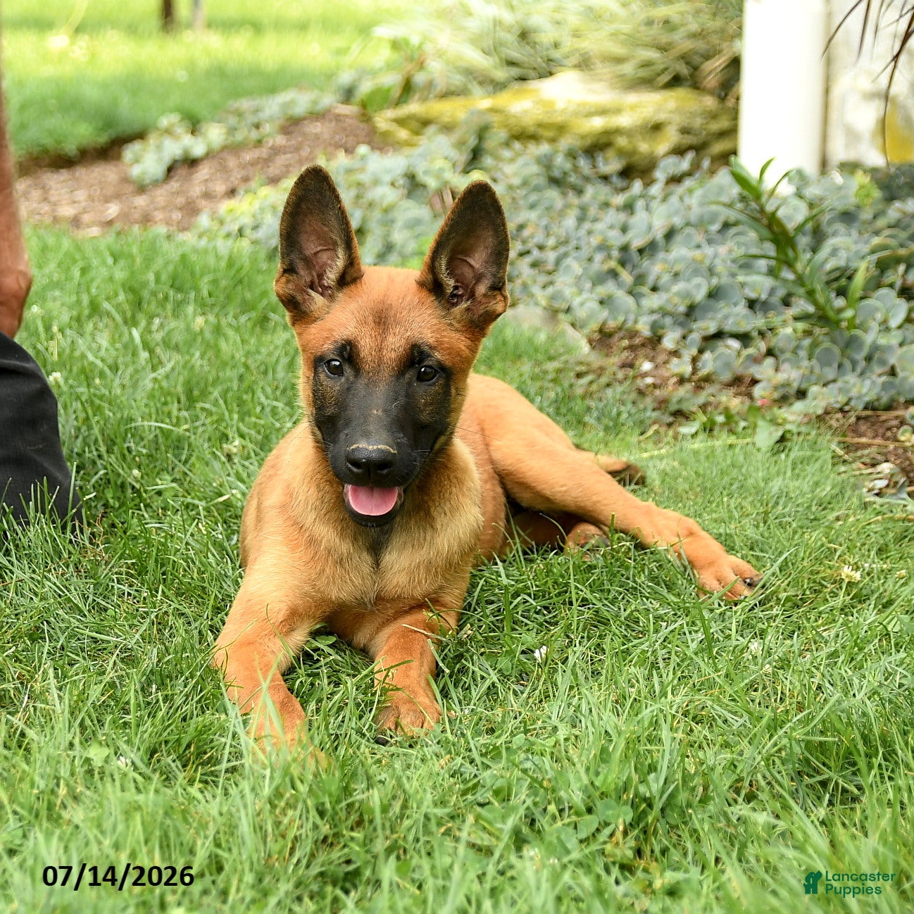 Belgian Malinois dogs Zara - Ad 2