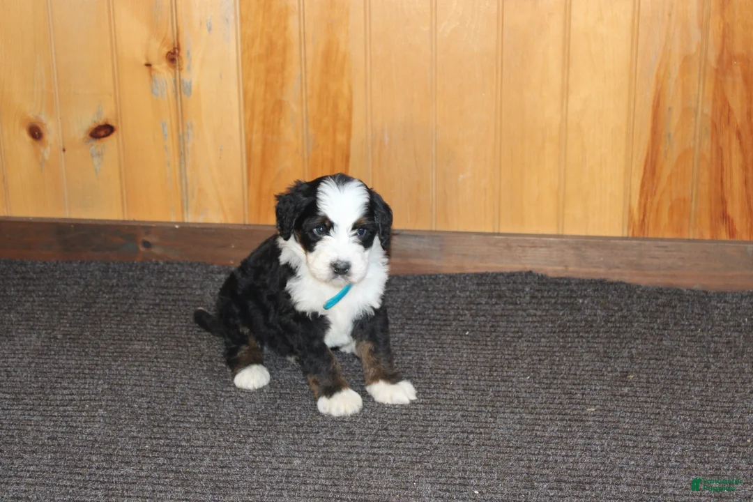 Bernedoodle dogs for sale: Shotgun - Ad 7