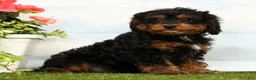 Cavapoo dogs for sale: Jet - Ad 3