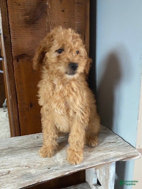 Mini Goldendoodle dogs Kassie - Ad 36