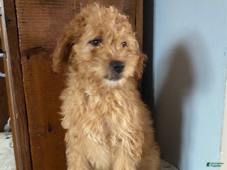 Mini Goldendoodle dogs Kassie - Ad 30