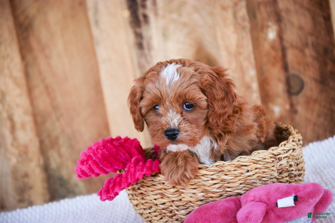 Cavapoo dogs for sale: Kit - Ad 7