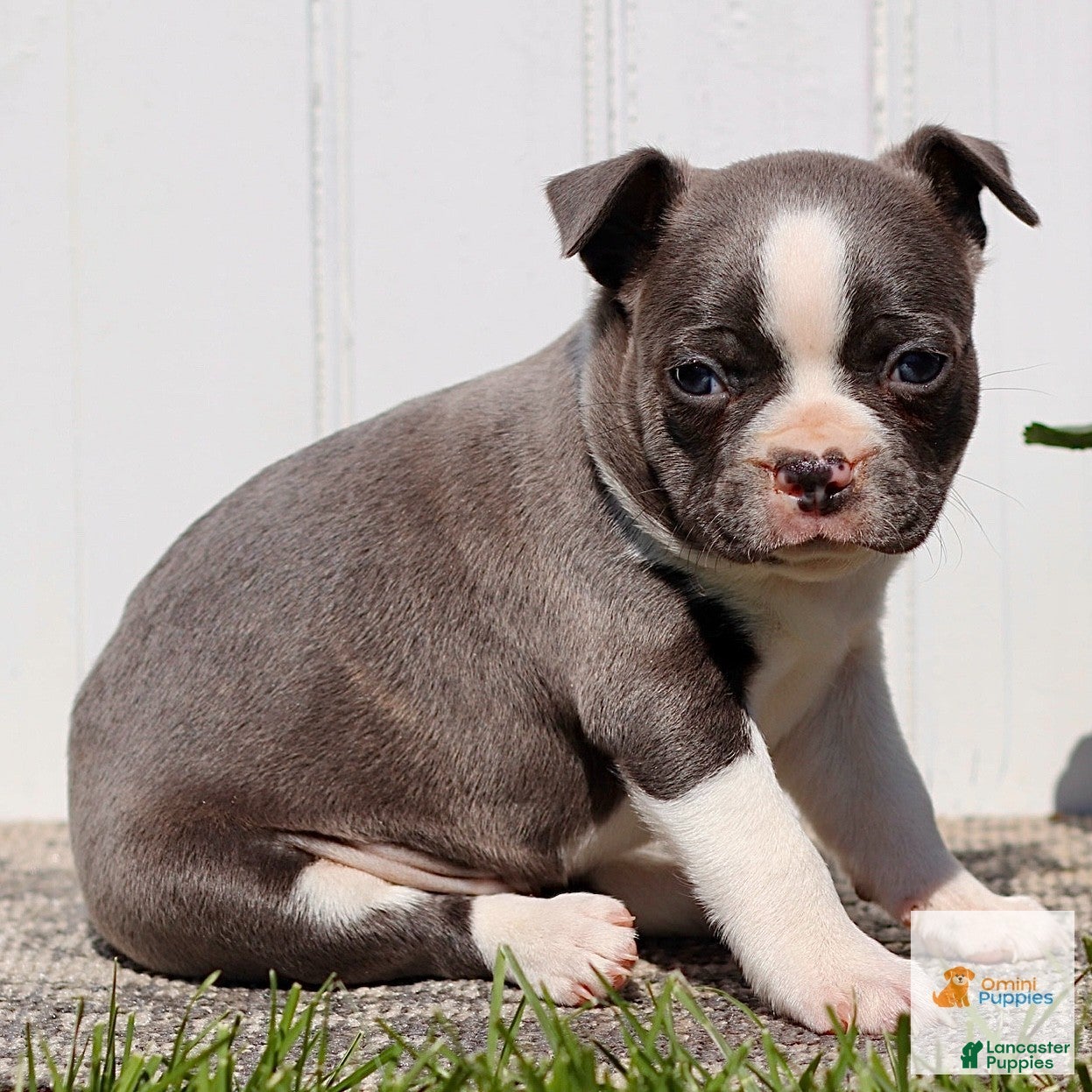 Boston Terrier dogs Milo - Ad 1