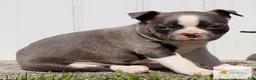 Boston Terrier dogs for sale: Milo - Ad 1