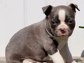 Boston Terrier dogs for sale: Milo - Ad 4